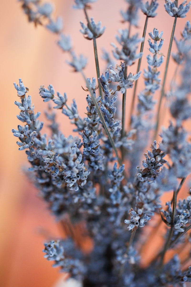 Organic Whipped Tallow Face + Body Moisturizer with Castor Oil